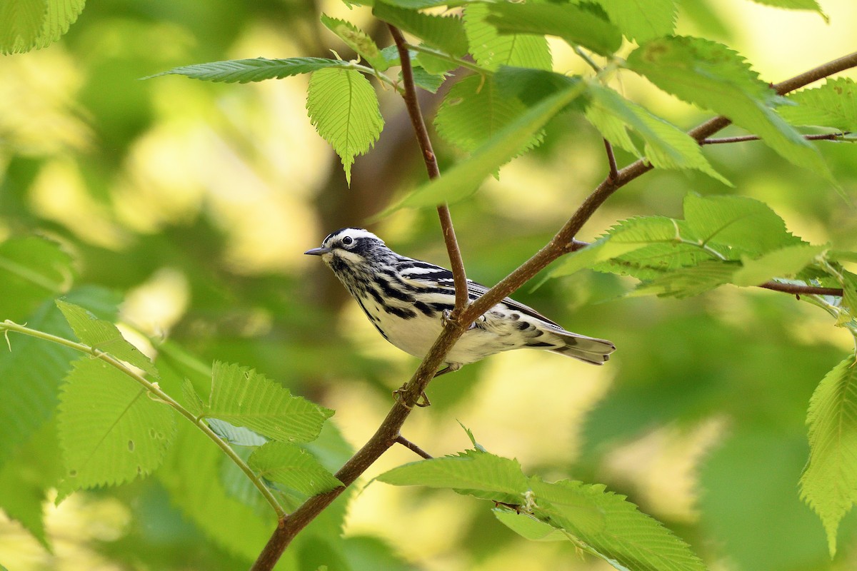 Black-and-white Warbler - ML162517121