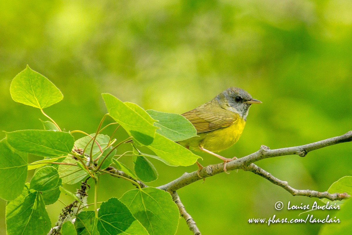 Mourning Warbler - Louise Auclair