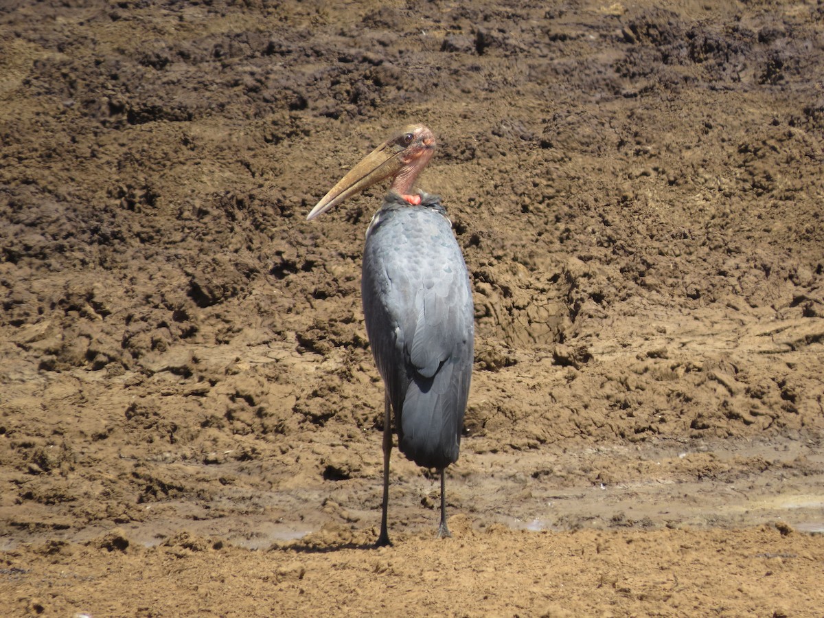 Marabou Stork - Rupert Quinnell