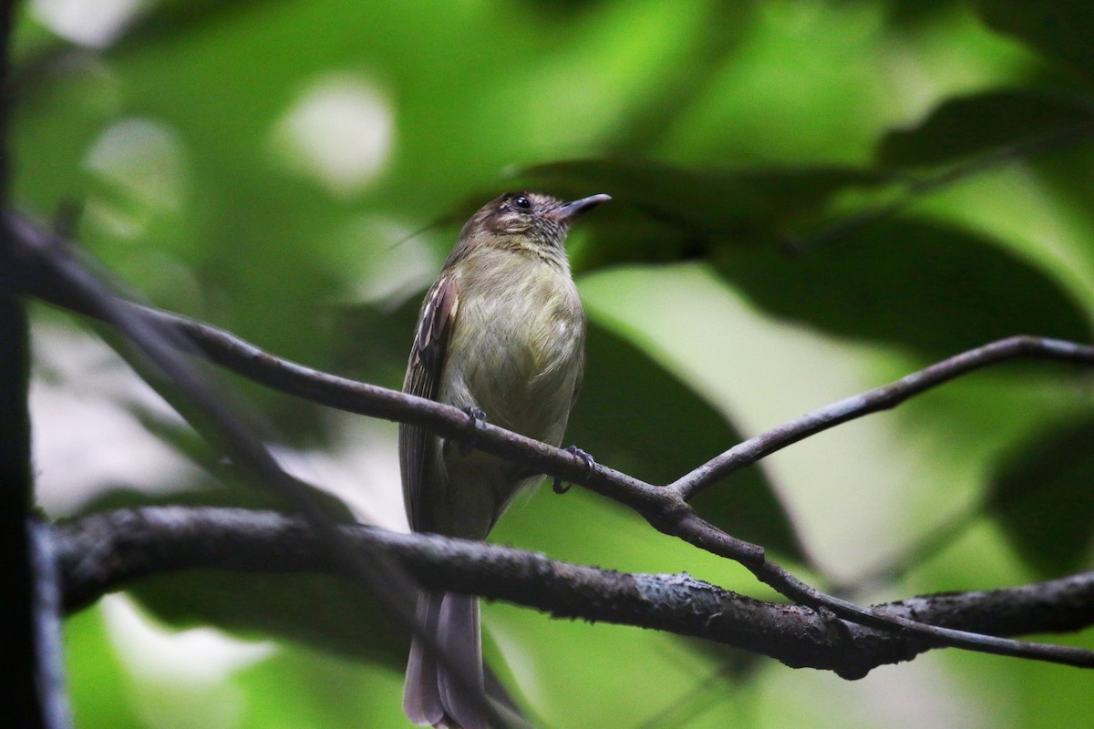 Sepia-capped Flycatcher - ML162517601