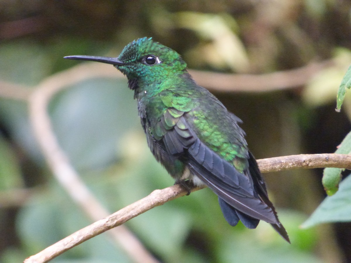 Green-crowned Brilliant - ML162518271