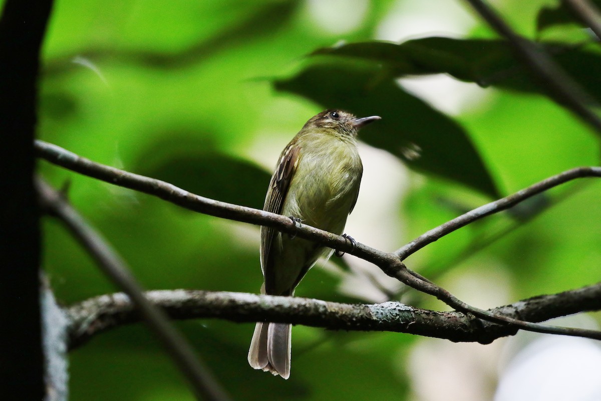 Sepia-capped Flycatcher - ML162518641