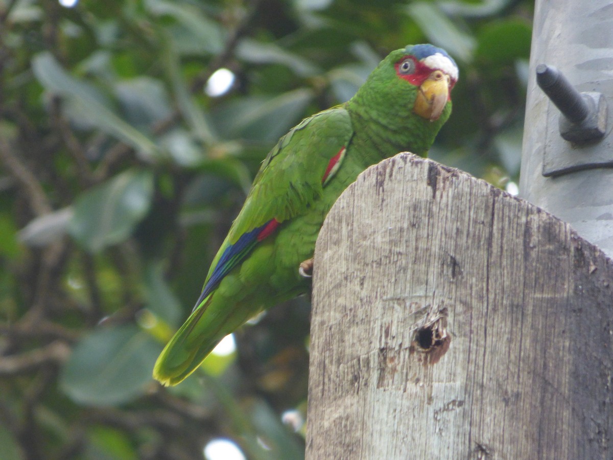 White-fronted Parrot - Jonah Willms
