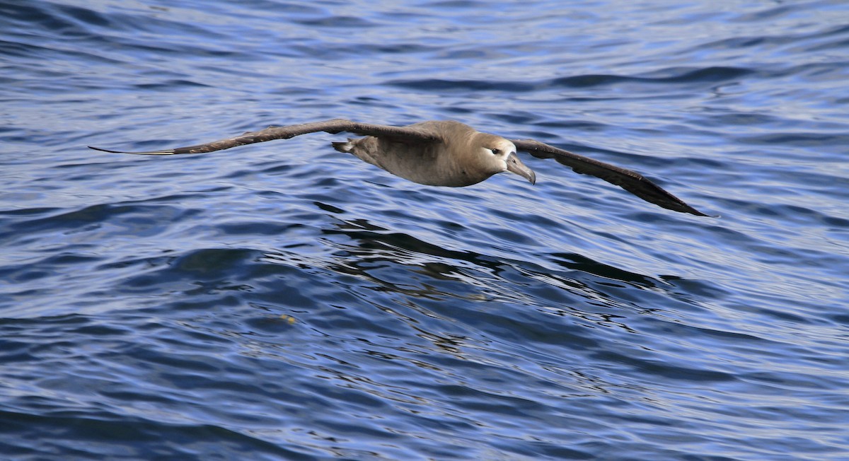 Black-footed Albatross - Arman Moreno