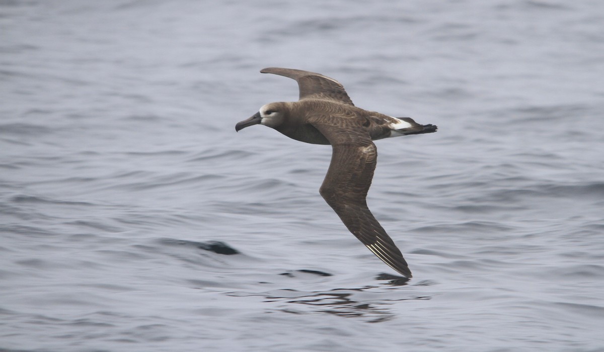 Black-footed Albatross - Arman Moreno