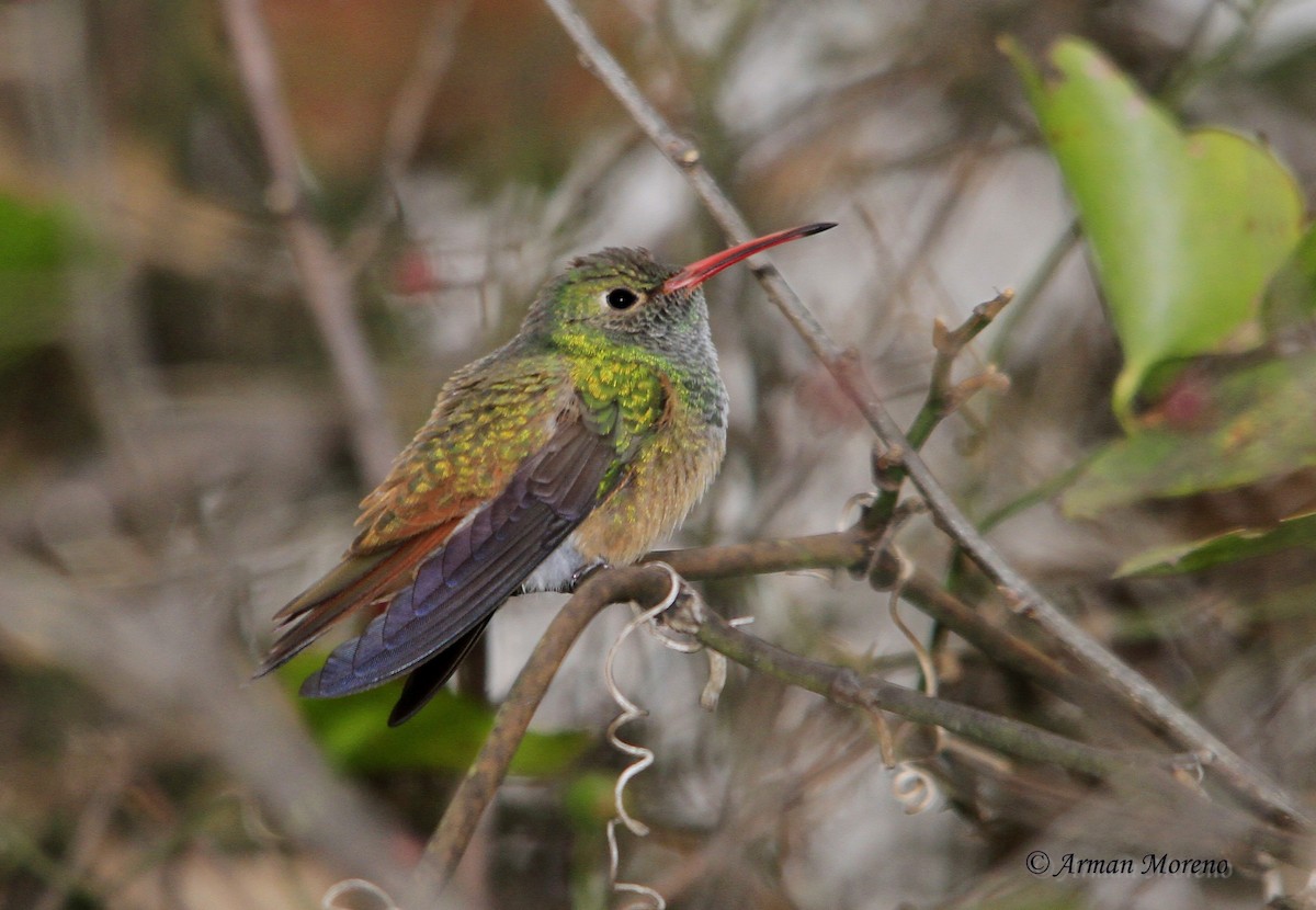 Buff-bellied Hummingbird - Arman Moreno