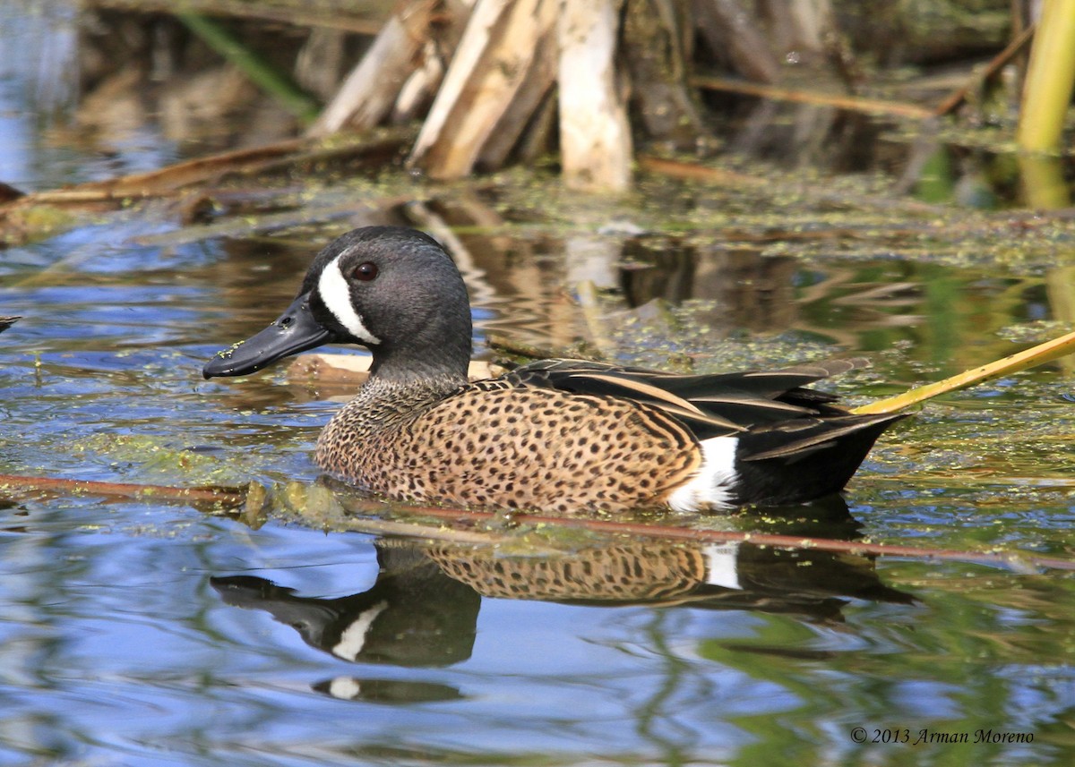 Blue-winged Teal - ML162524471