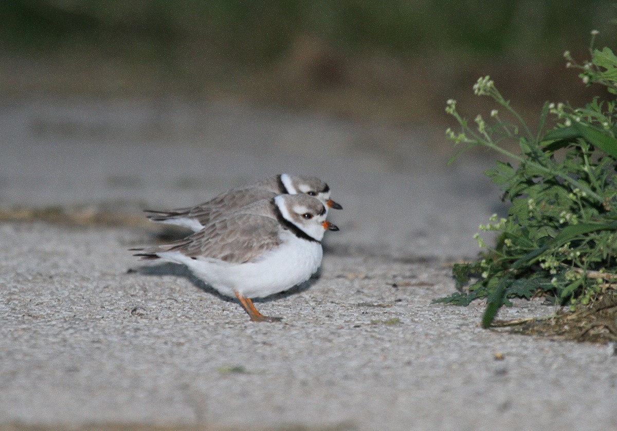 Piping Plover - ML162524921