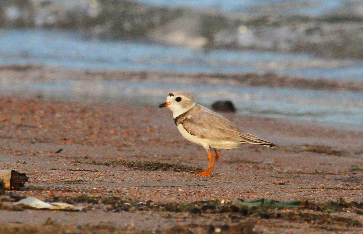 Piping Plover - ML162525431