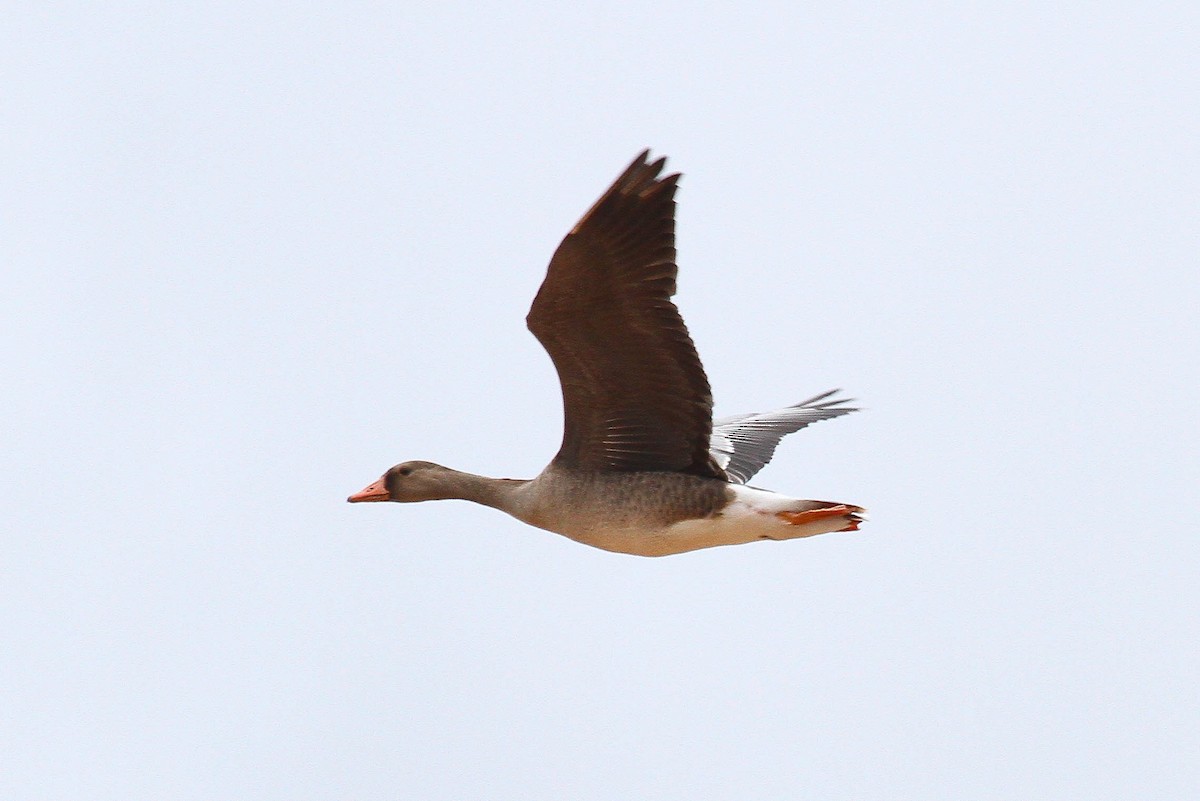 Greater White-fronted Goose - ML162526011