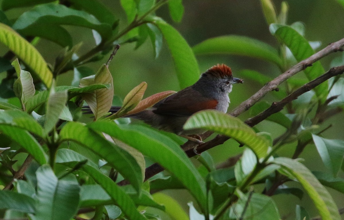 Pale-breasted Spinetail - ML162527341