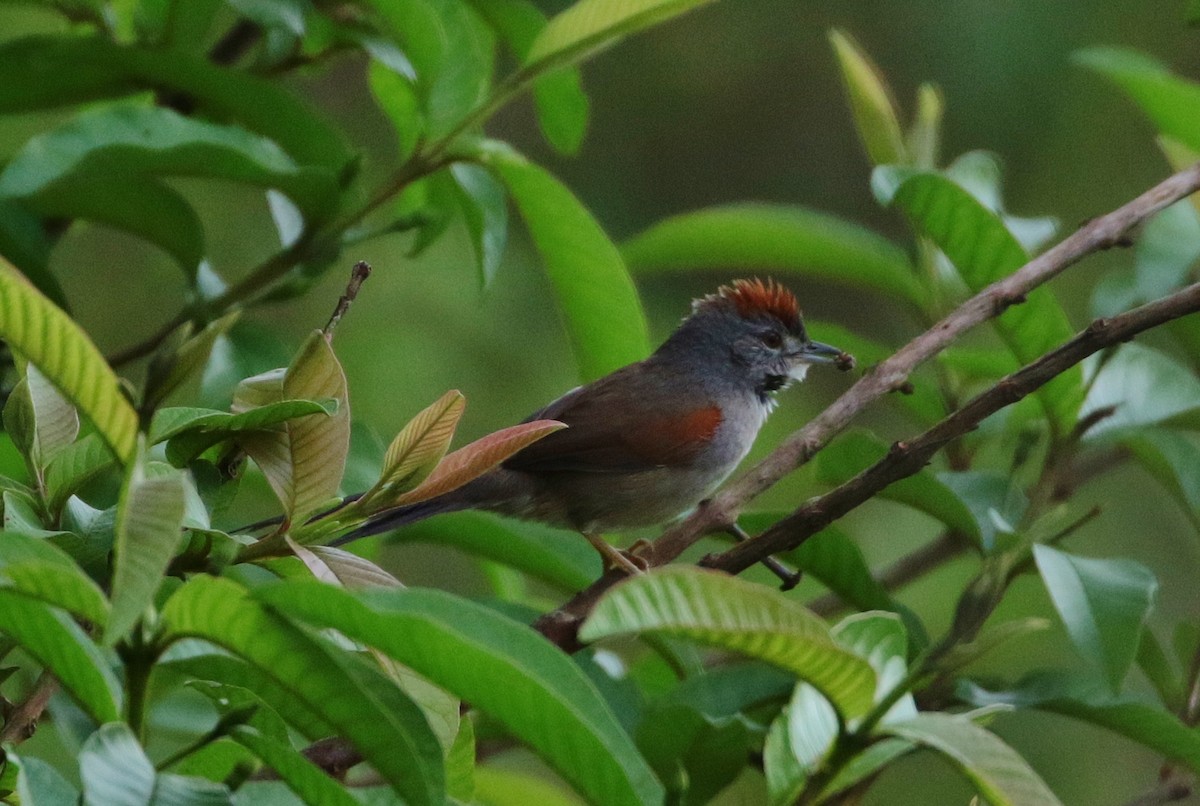 Pale-breasted Spinetail - ML162527351