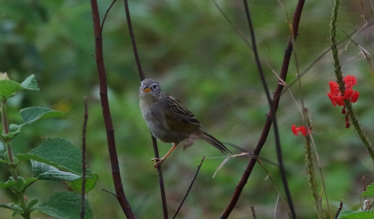 Wedge-tailed Grass-Finch - ML162528551