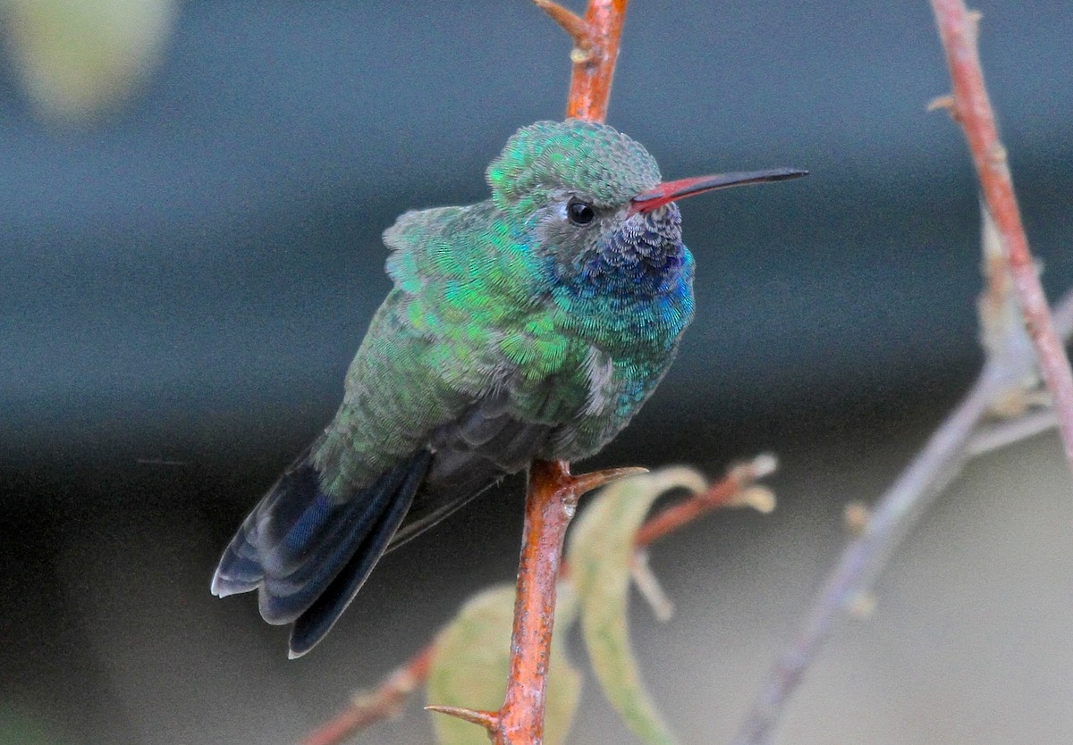 Broad-billed Hummingbird - Arman Moreno