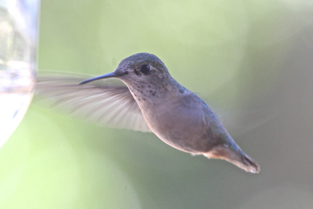 Calliope Hummingbird - Arman Moreno