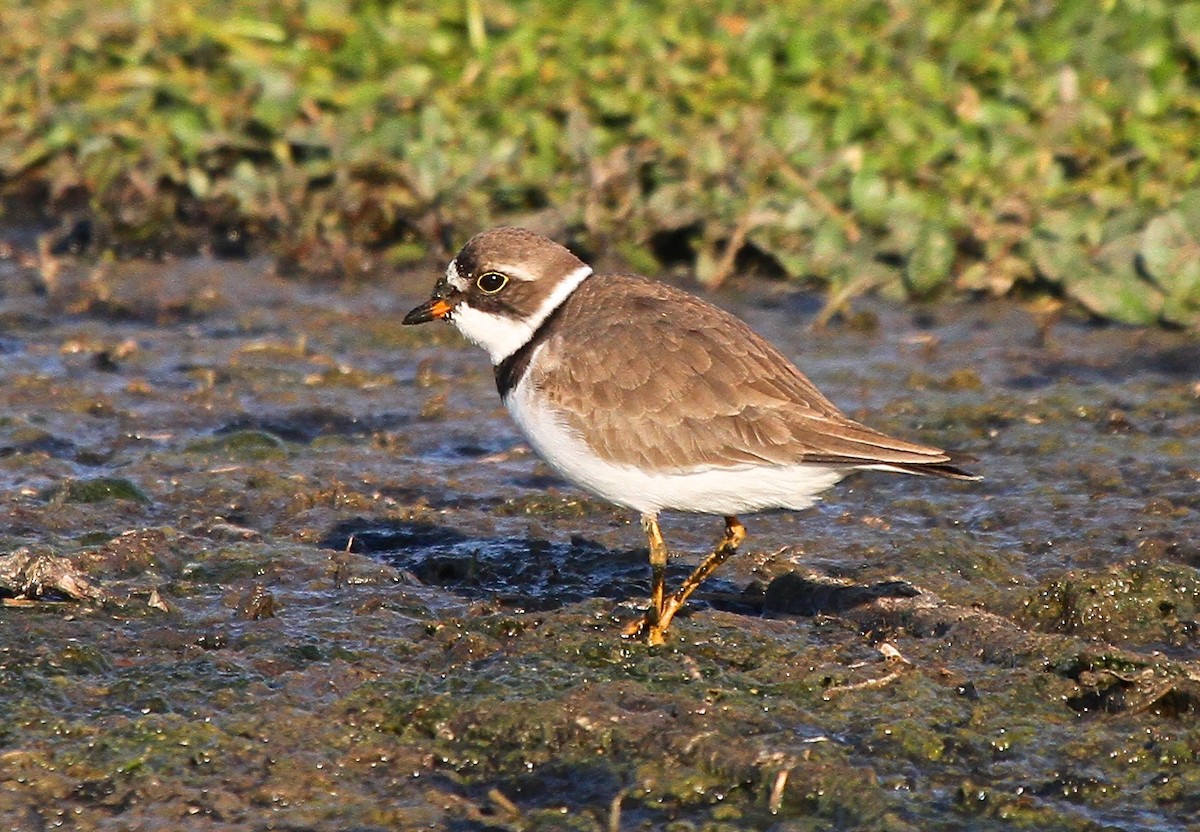 Semipalmated Plover - ML162529821