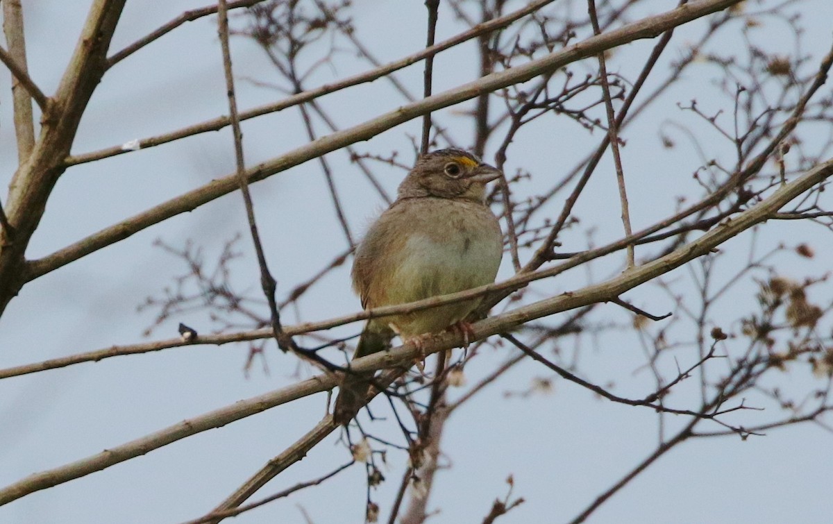 Grassland Sparrow - ML162530261