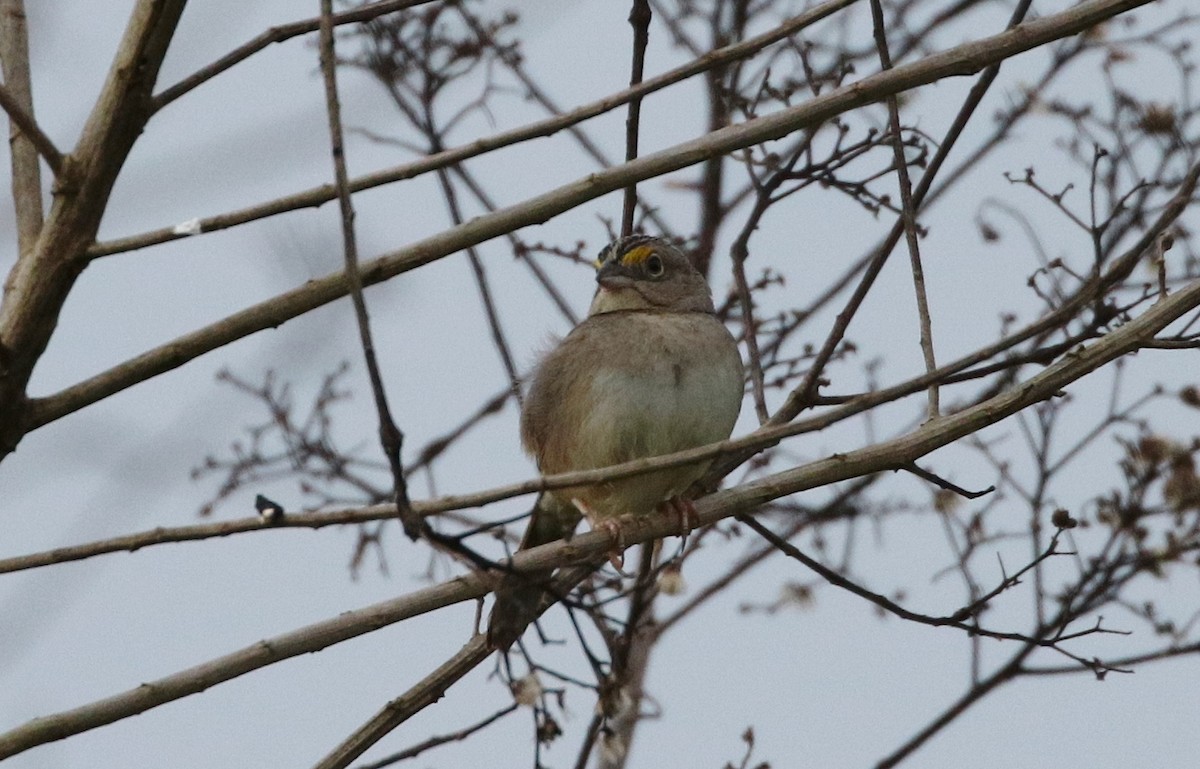 Grassland Sparrow - ML162530271