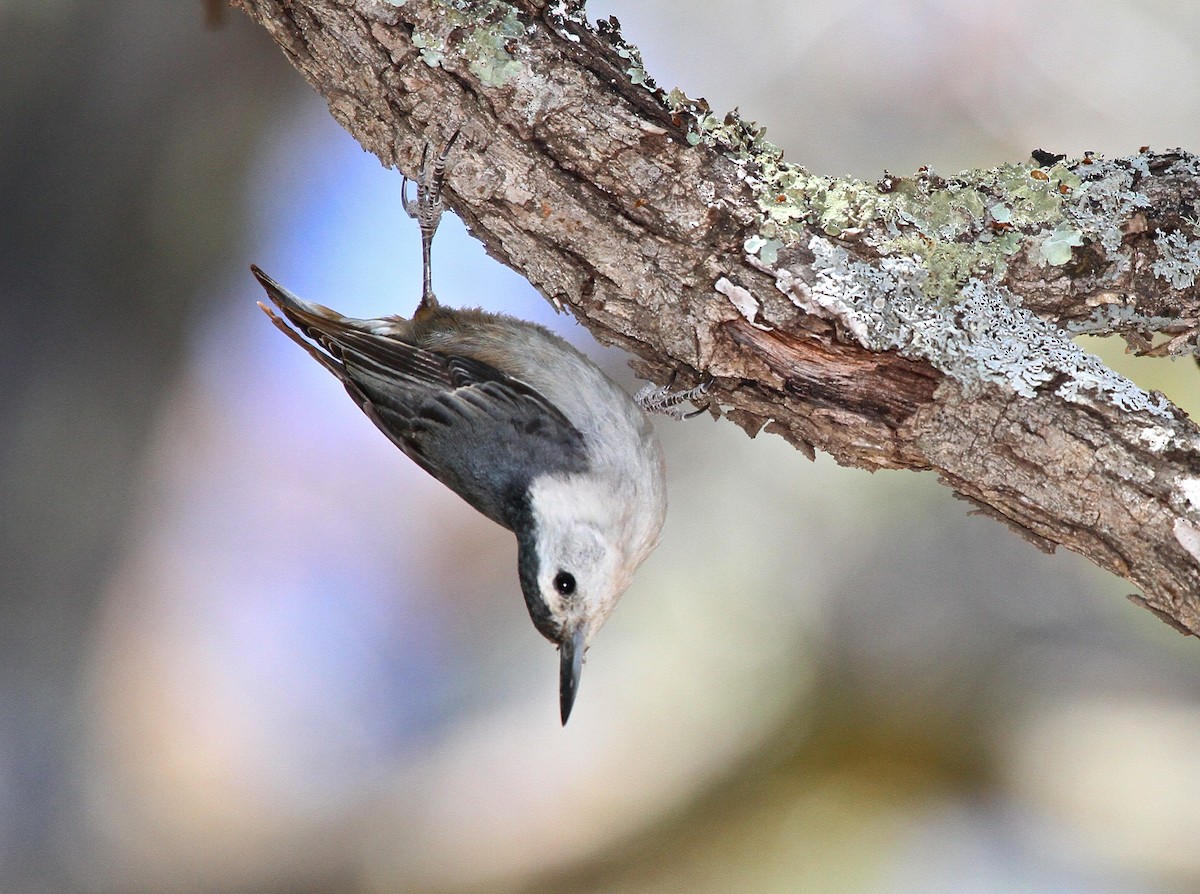 White-breasted Nuthatch - Arman Moreno