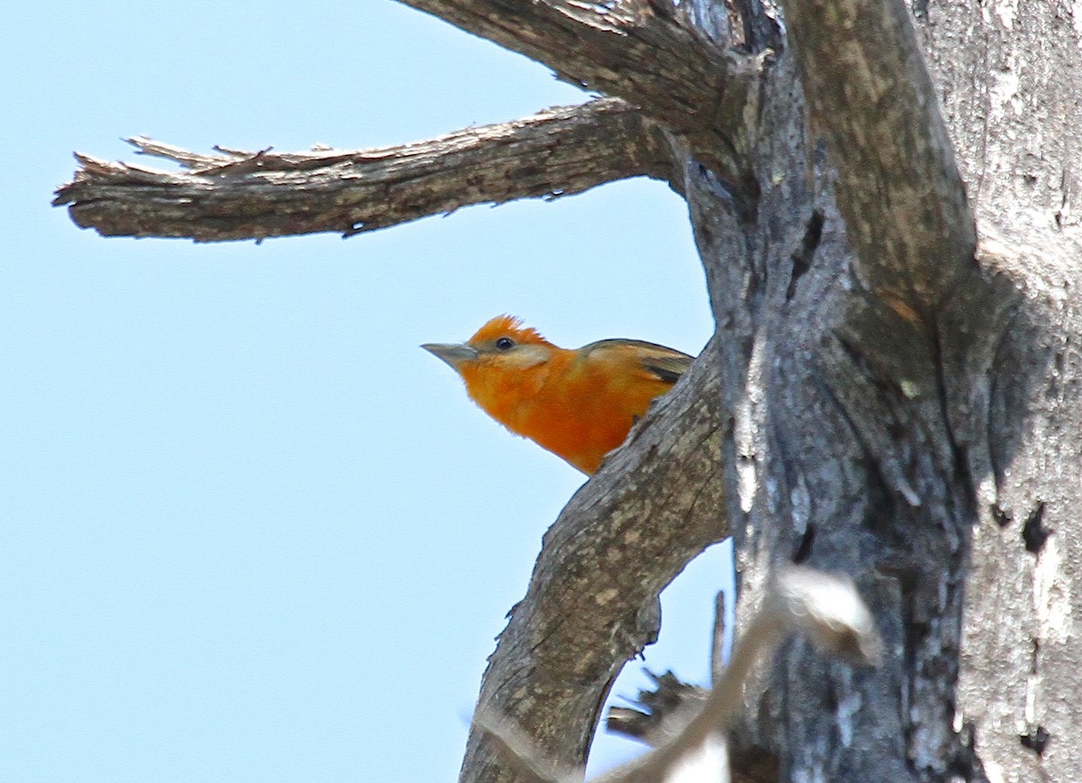 Western x Flame-colored Tanager (hybrid) - ML162530481