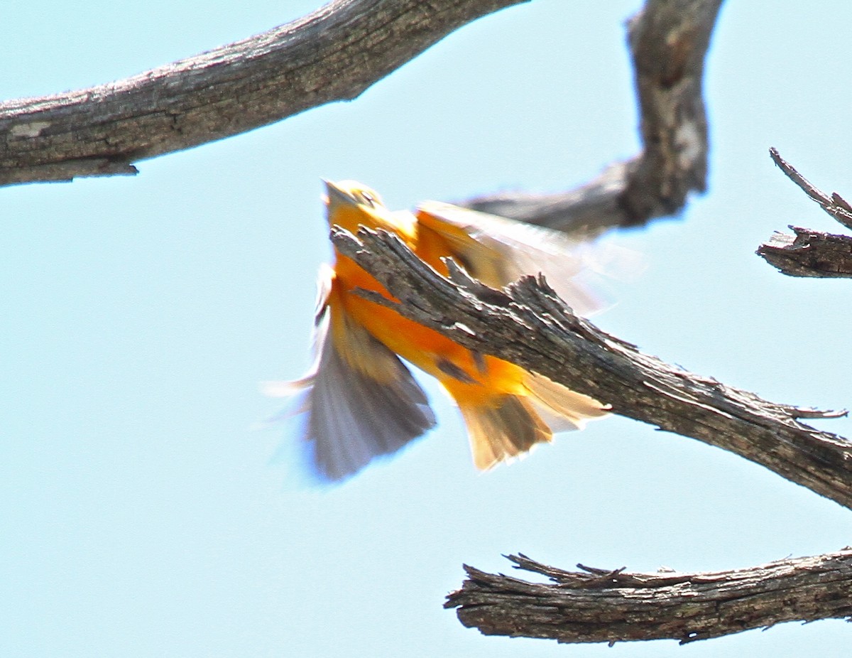 Western x Flame-colored Tanager (hybrid) - ML162530501