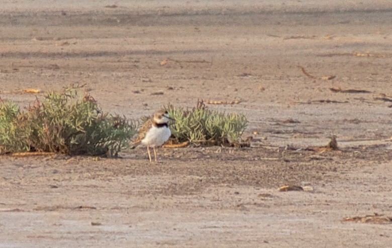 Collared Plover - ML162531151
