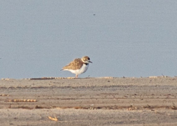 Collared Plover - ML162531161