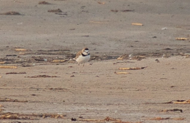 Collared Plover - ML162531181