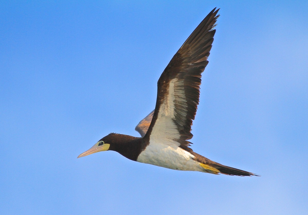 Brown Booby - ML162531261