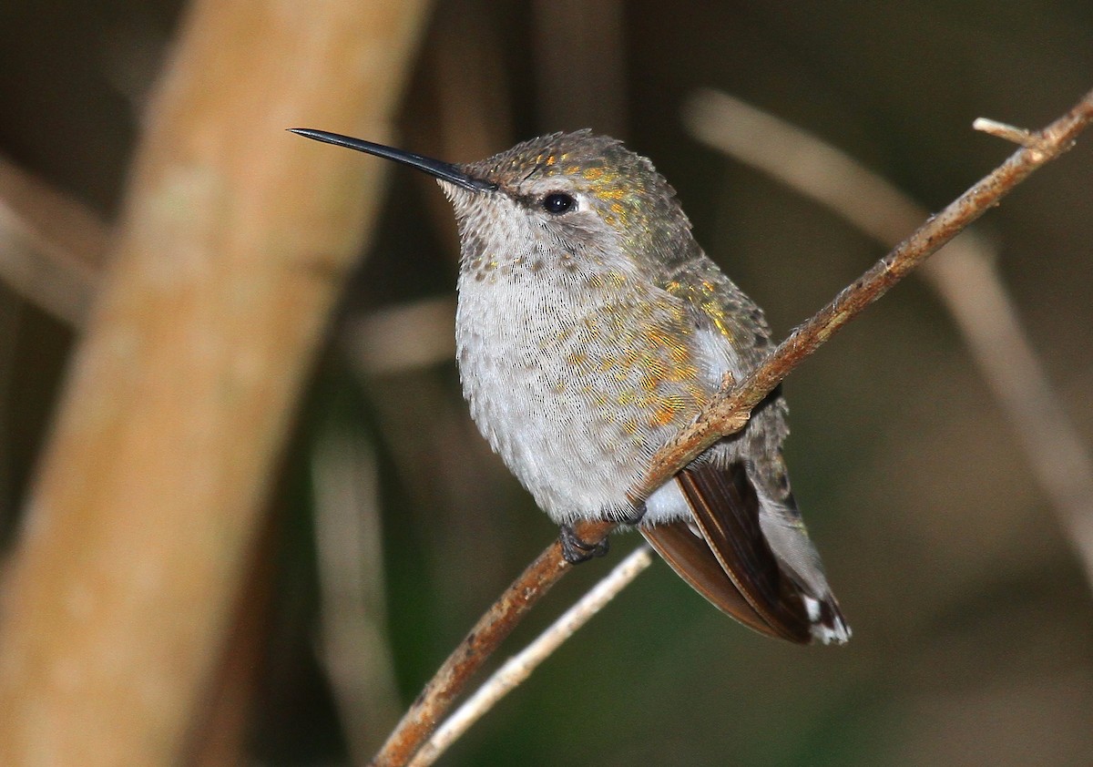 Anna's Hummingbird - Arman Moreno