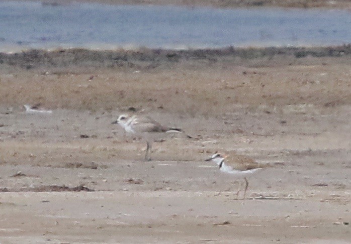 Collared Plover - ML162535551