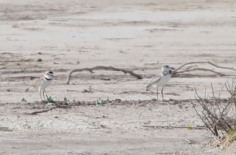 Collared Plover - ML162535581