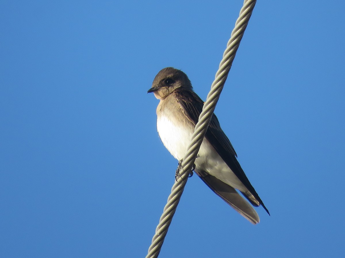 Northern Rough-winged Swallow - Don Witter