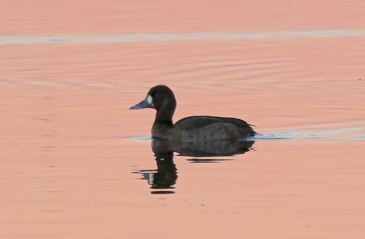 Greater Scaup - ML162538861