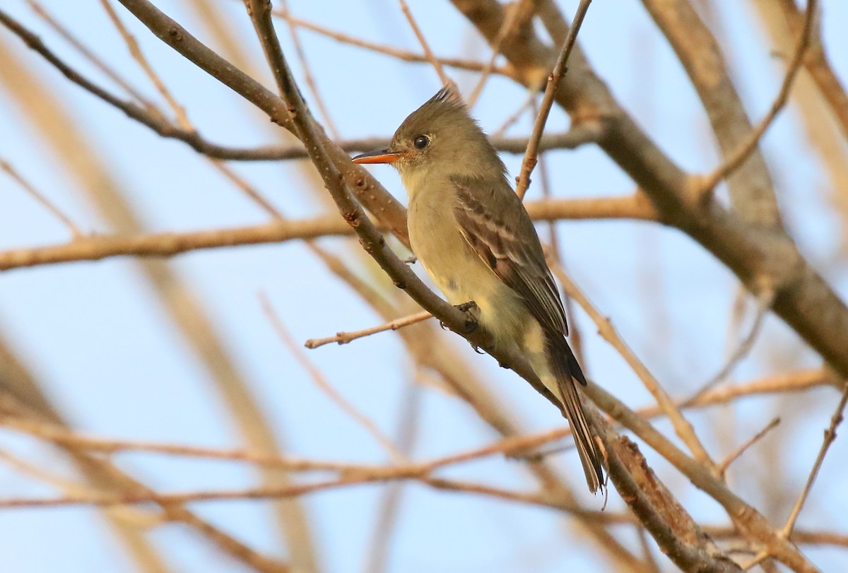 Greater Pewee - ML162538901