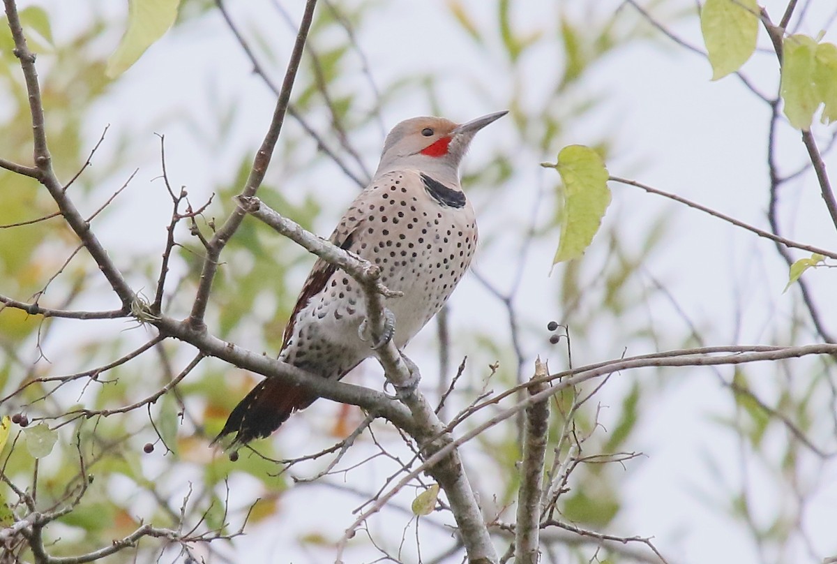 Northern Flicker (Red-shafted) - Arman Moreno