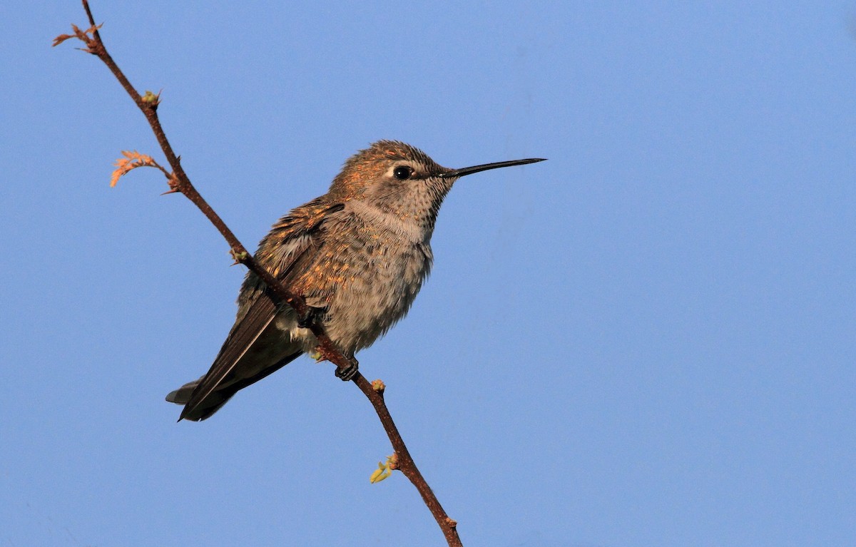 Anna's Hummingbird - ML162539721