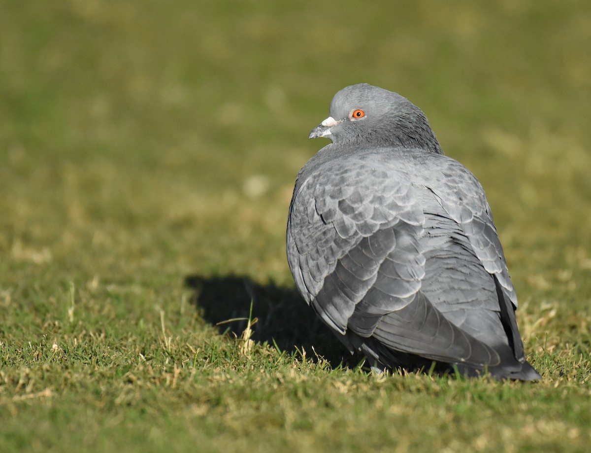 Rock Pigeon (Feral Pigeon) - Jason Vassallo