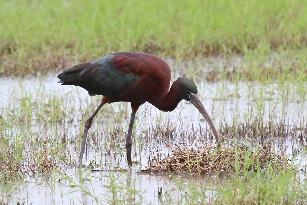 ibis hnědý - ML162540591