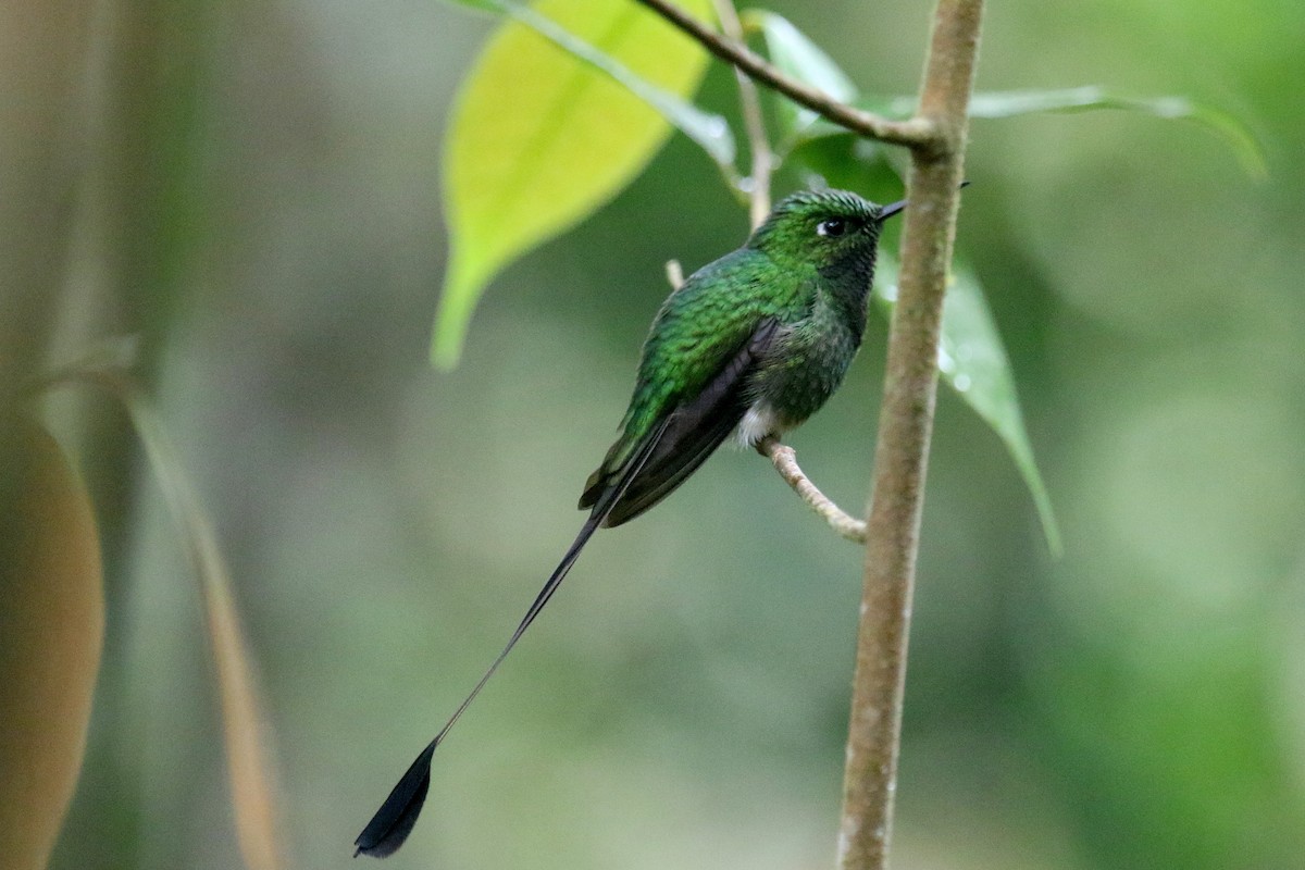 White-booted Racket-tail - ML162540601