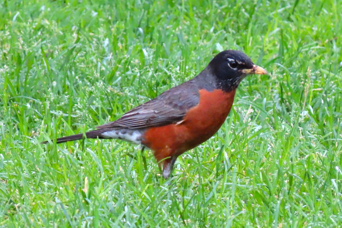American Robin - Ben Newhouse