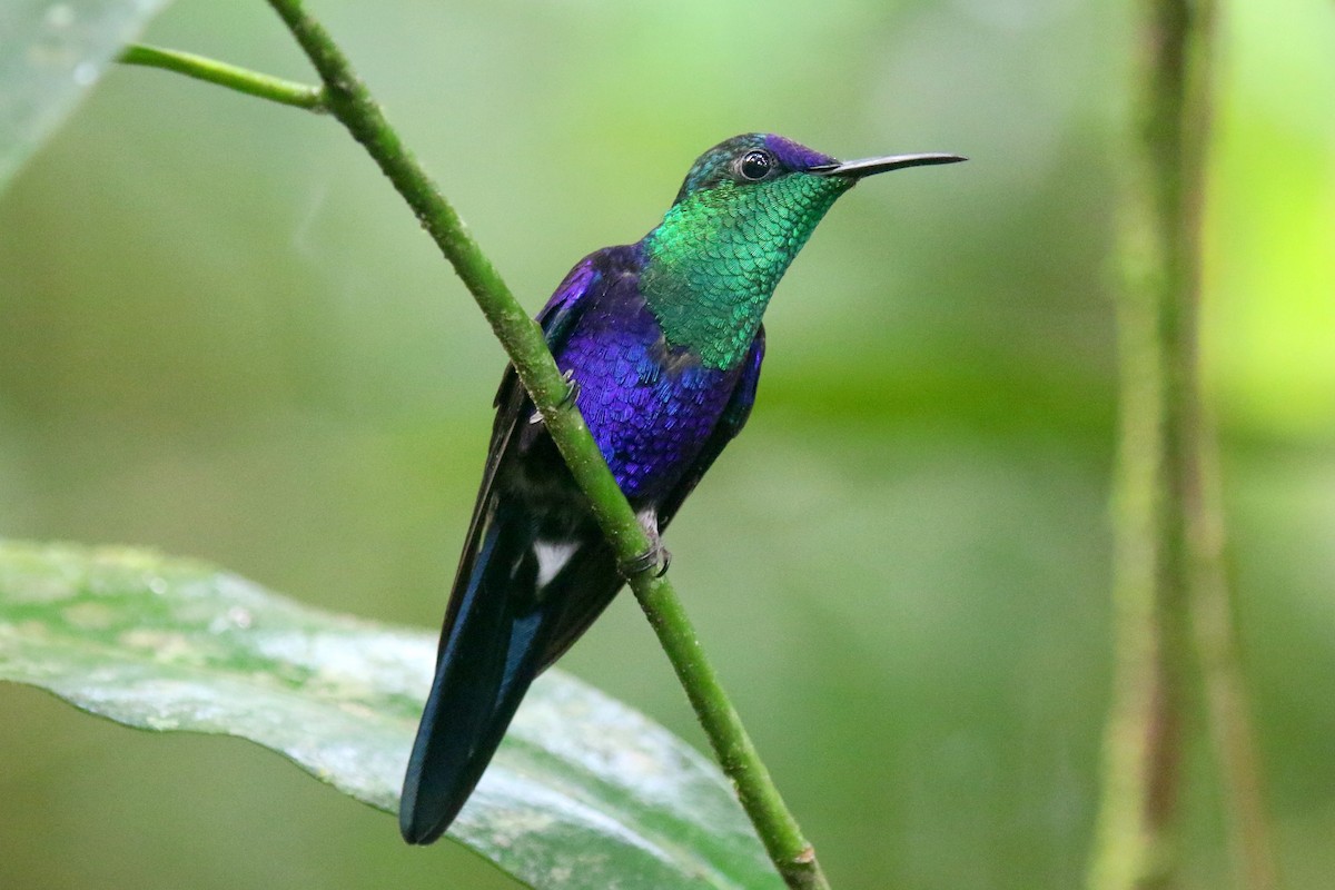 kolibřík vidloocasý - ML162541321