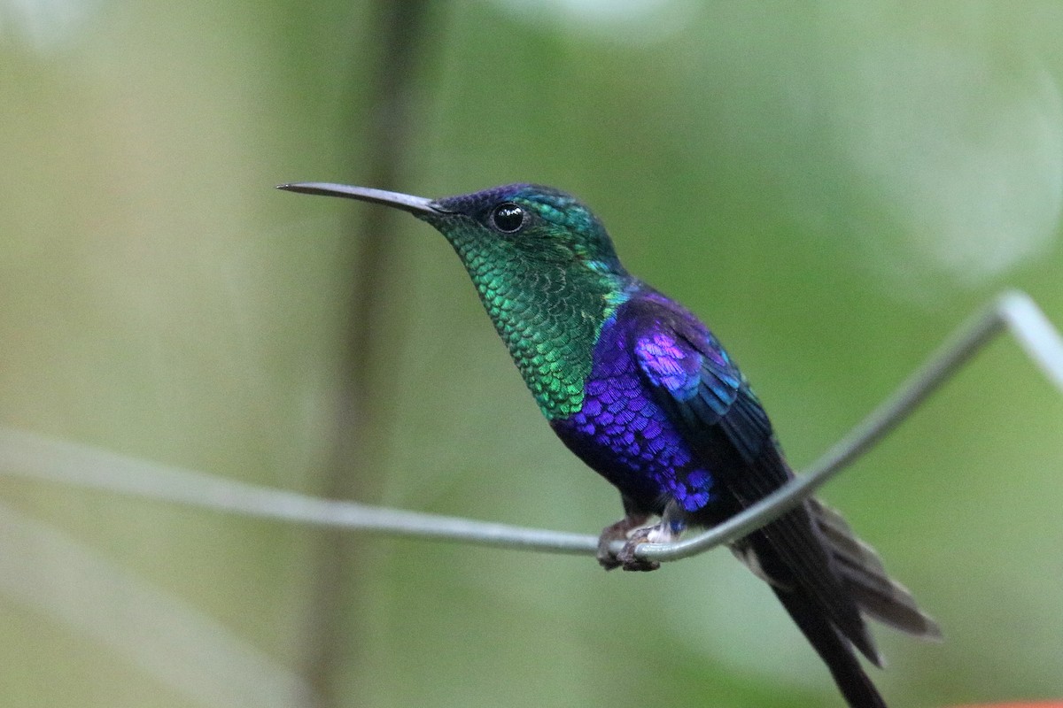 kolibřík vidloocasý - ML162541401
