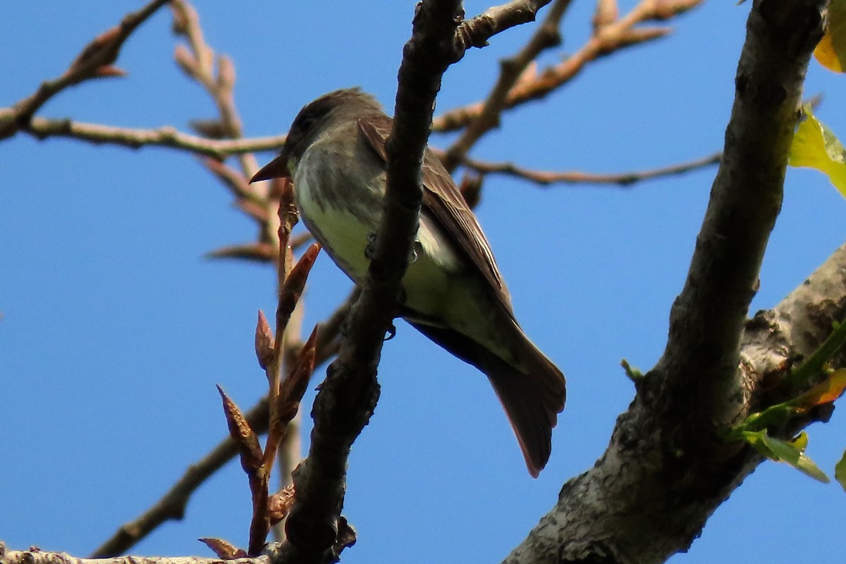 Olive-sided Flycatcher - Ben Newhouse