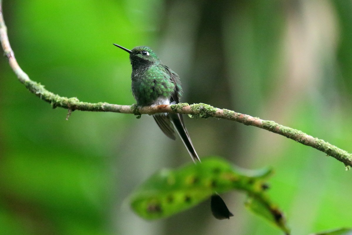White-booted Racket-tail - Stephen Gast