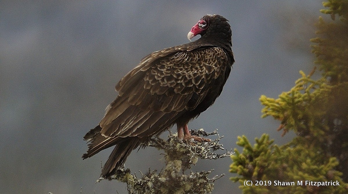 Turkey Vulture (Northern) - ML162543161