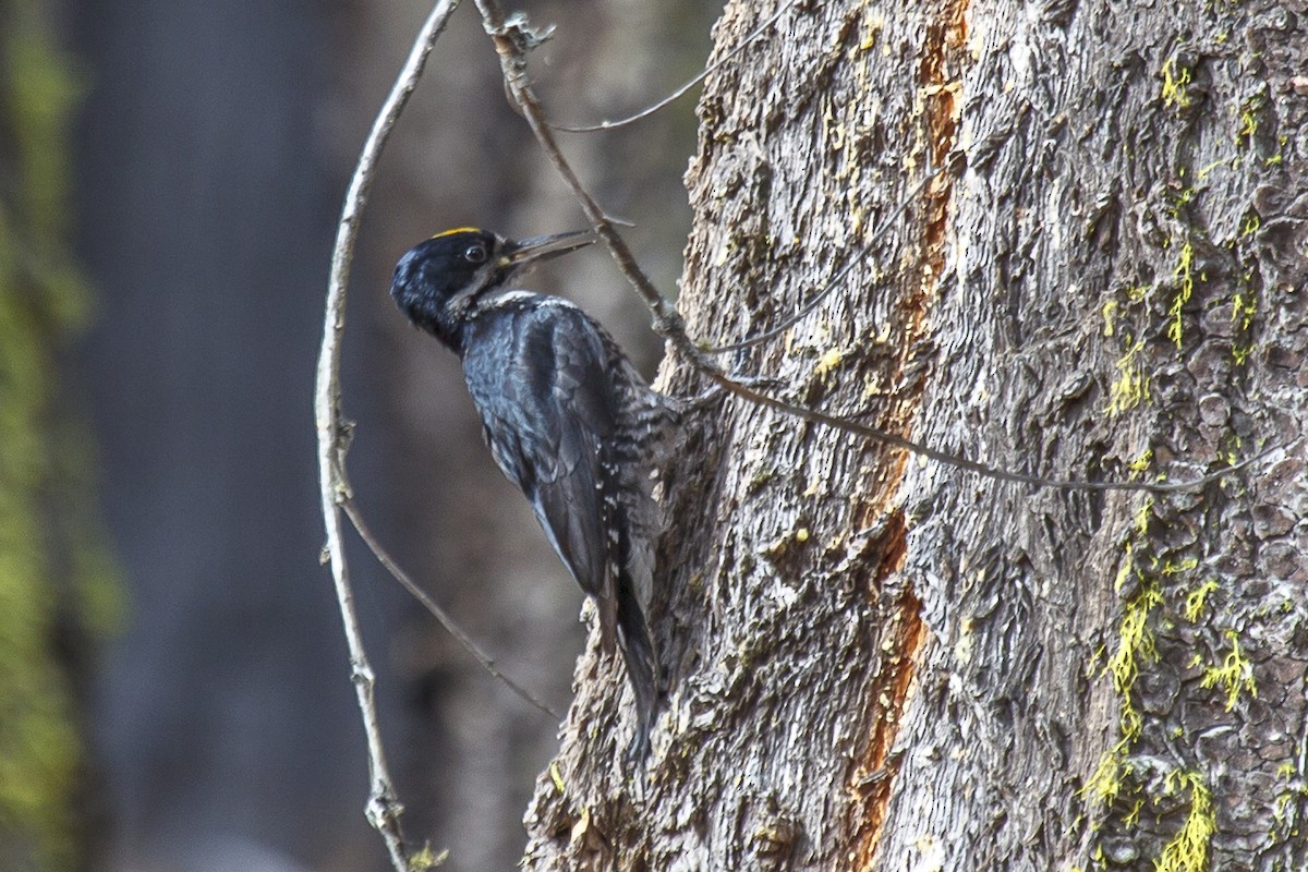 Black-backed Woodpecker - Bob Gunderson