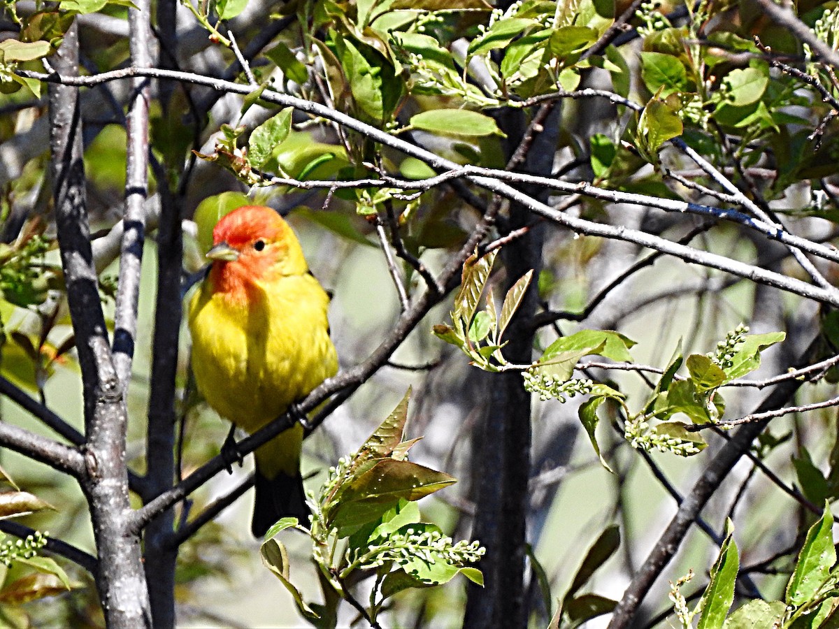 Western Tanager - Mireille Tremblay