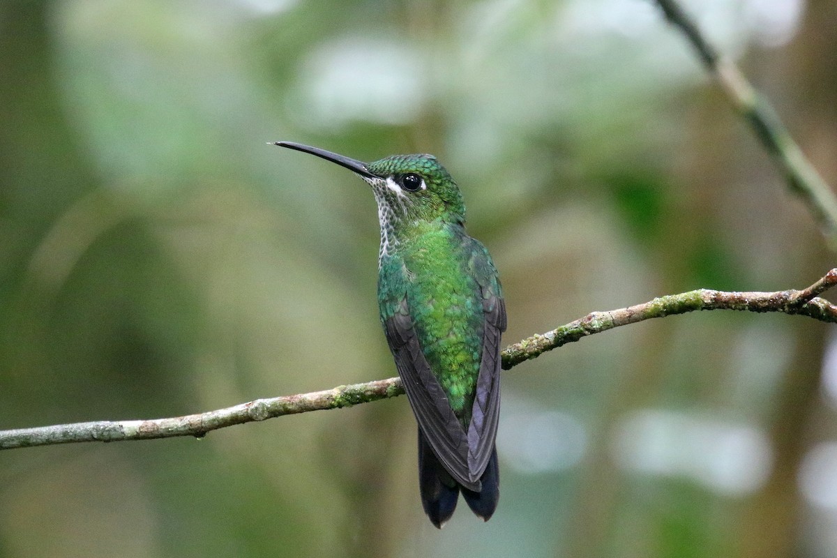 Green-crowned Brilliant - ML162546091