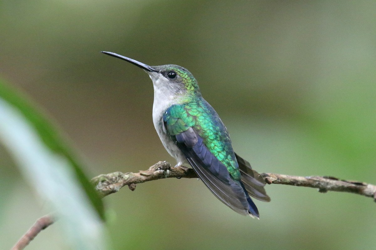 kolibřík vidloocasý - ML162546821